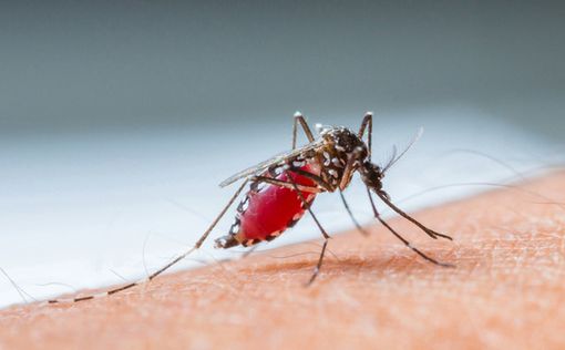 Аргентина борется с крупной вспышкой лихорадки денге с помощью атомной радиации