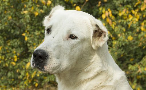 П'ять днів на самоті: волонтери врятували під Вовчанськом собаку-героя | Фото: pixabay.com
