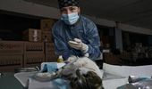 Ветеринары-волонтеры из Киева спасают животных на фронте – фото | Фото 1