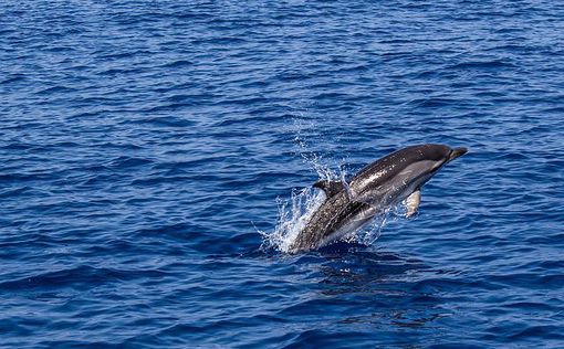 В Японии агрессивный дельфин укусил еще двух человек