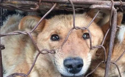 На мясном фестивале в Китае съедят 10 тысяч собак