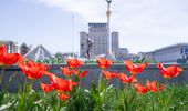 В Киеве начинают расцветать тюльпаны: перечень локаций | Фото 1