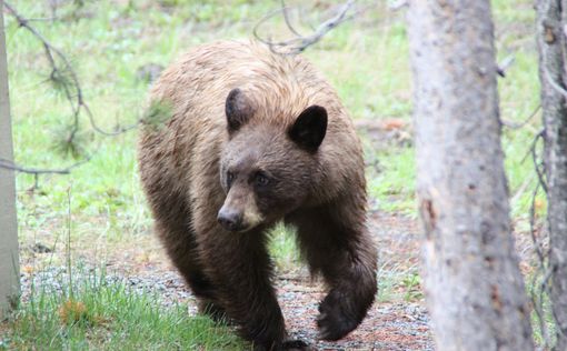 В США медведь напал на бегунью во время марафона