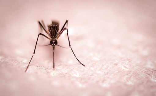 В Швеции состоялся чемпионат по ловле комаров