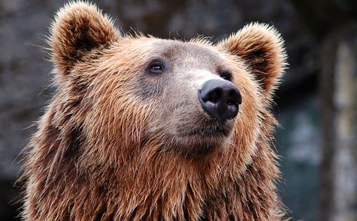 Неожиданное открытие: медведи тоже болеют птичьим гриппом