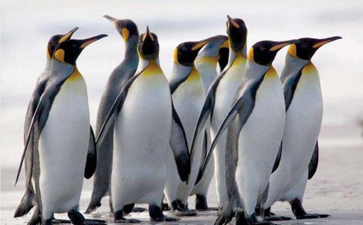 Жителям Германии посоветовали учиться ходьбе у пингвинов