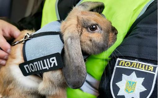 Первый украинский кролик-полицейский завел свой Instagram