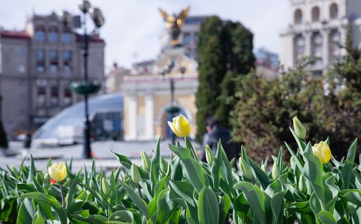 В Киеве начинают расцветать тюльпаны: перечень локаций
