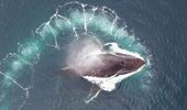 Дроны и наука: полярники изучают китов с неба | Фото 2
