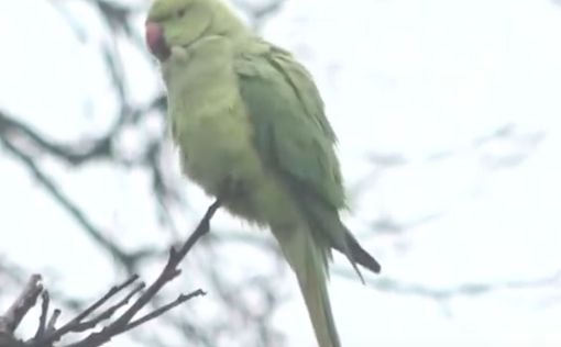 Матерящихся попугаев изолировали от посетителей в Британии