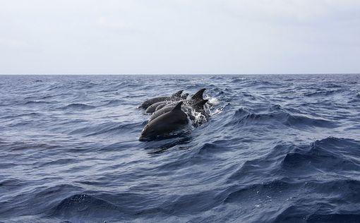 В Черном море массово гибнут дельфины