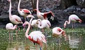 Розовые фламинго снова на своих летних озерах. Фото | Фото 6