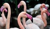 Сезонный отдых фламинго открыт! Фото, видео | Фото 8