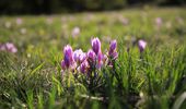 Цветущее Закарпатье: где искать поляны крокуса. Фото | Фото 10