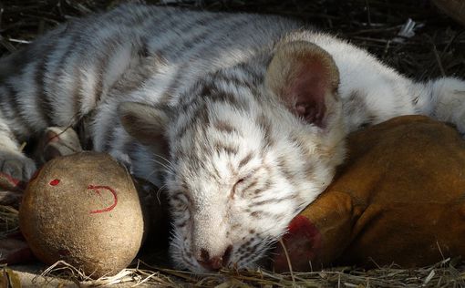 Зоопарк Афин борется за спасение тигренка, найденного в мусоре