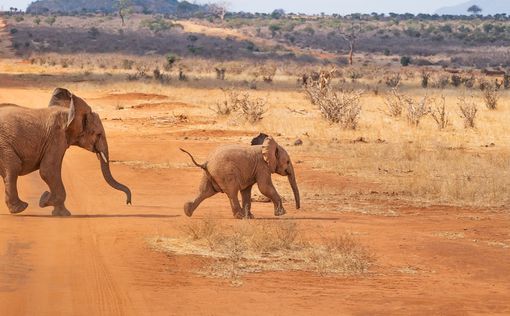 Засуха в Кении унесла жизни более 200 слонов