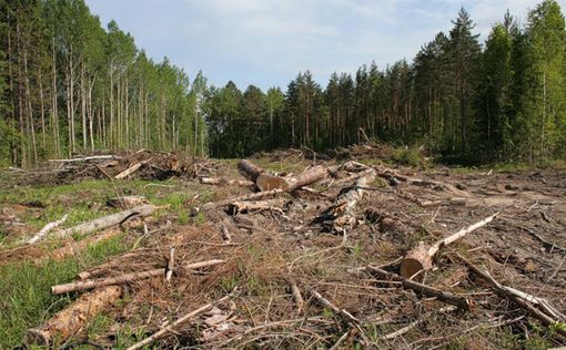 В Украине лес рубят - щепки летят: масштабы угрожающие