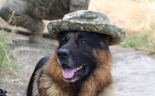 Служба собак-саперов в "Стальной границе". Фото