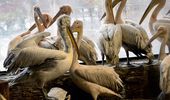 All-inclusive для пеликанов – теплый дом, вкусные карасики и бассейн. Фото | Фото 4