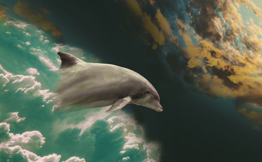 Война РФ убивает дельфинов: ученые шокировали прогнозами