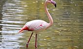 Розовые фламинго снова на своих летних озерах. Фото | Фото 9